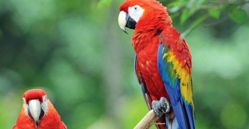 Picture of two Scarlet Macaw birds on a tree branch, representing the sightseeing opportunities while having dental work with Frontline Dental CR, San Jose, Costa Rica.  The birds are deep red with blue feathers on the wings.